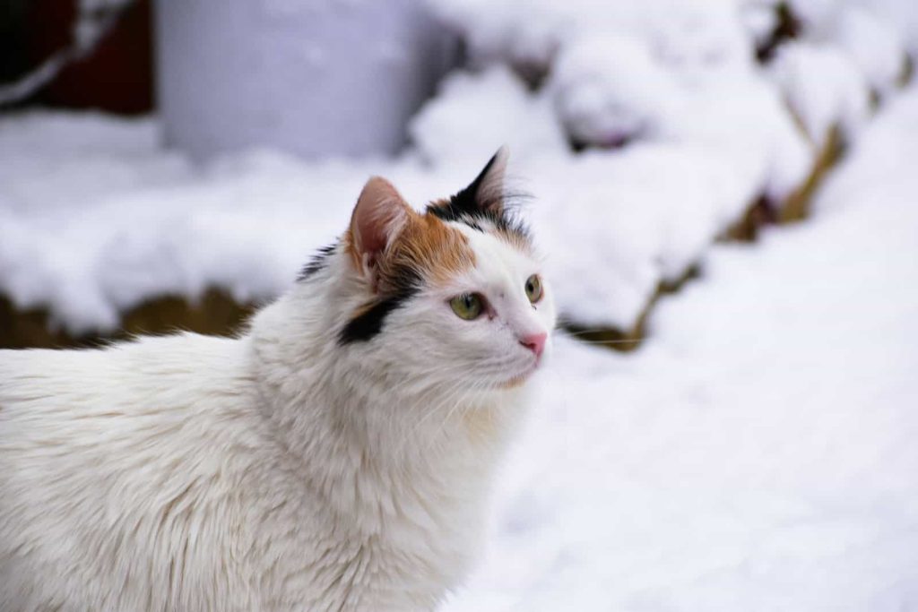 Turkish Van