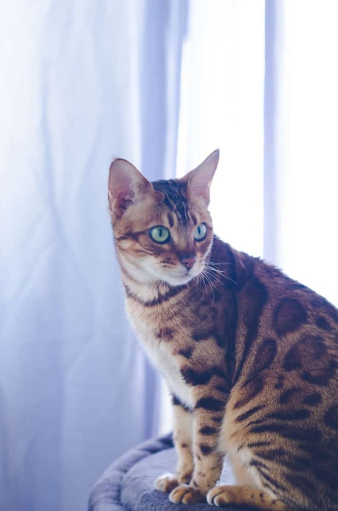 Bengal