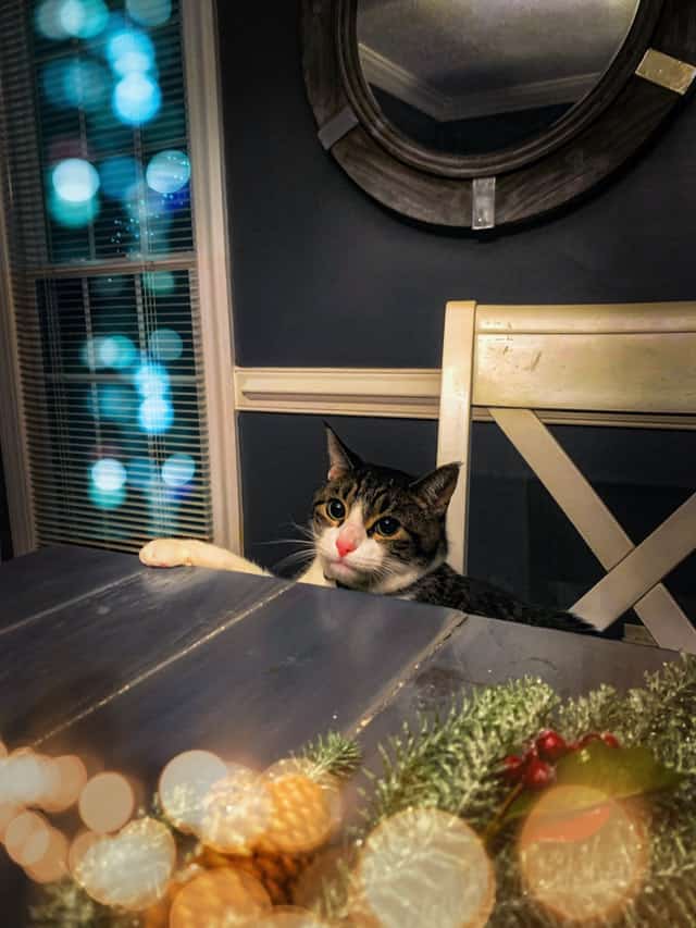 Katten-restaurant