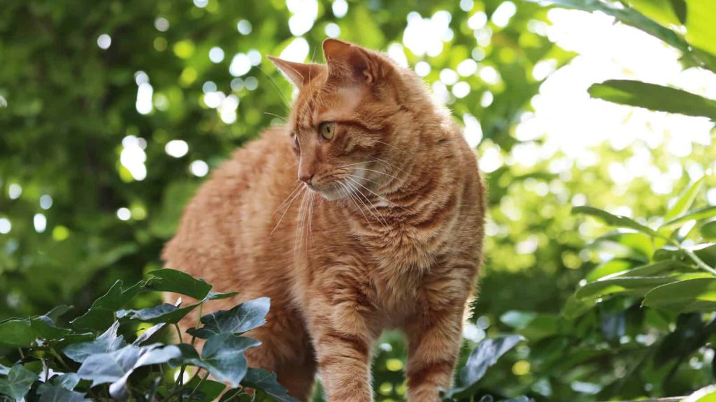 European Shorthair