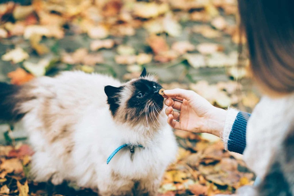 Sacred Birman