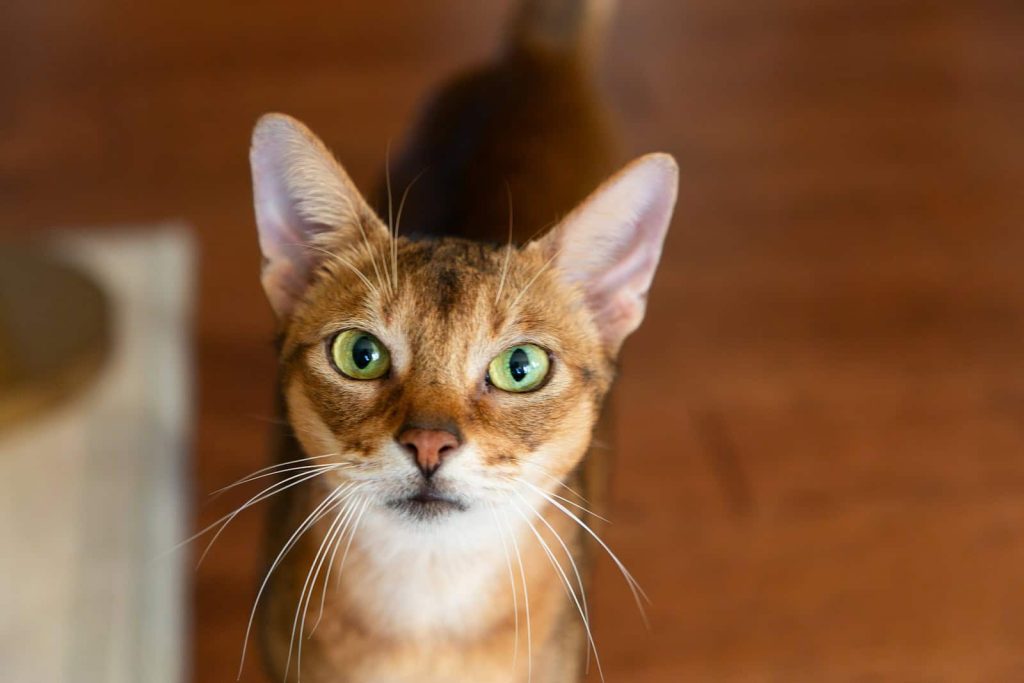 Abyssinian