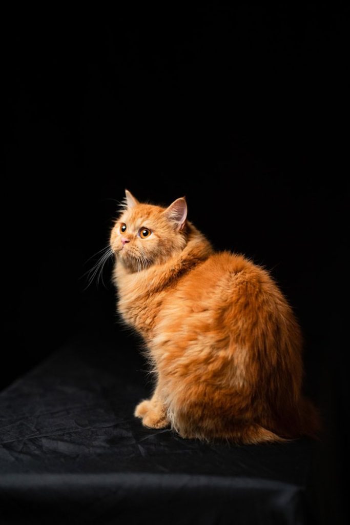 Persian longhair