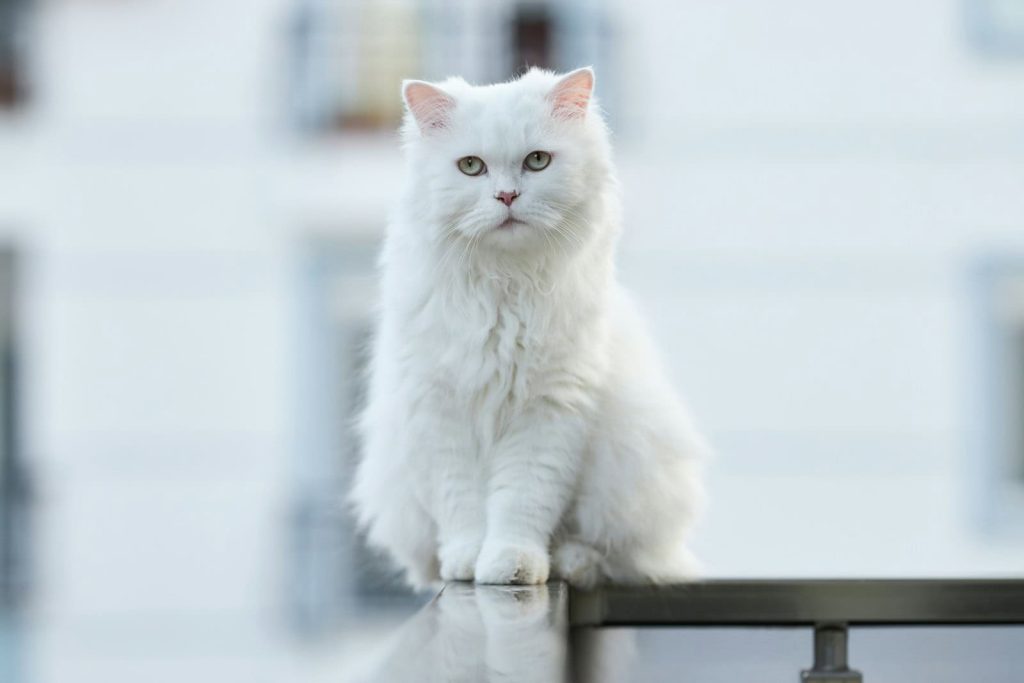 Turkish Angora