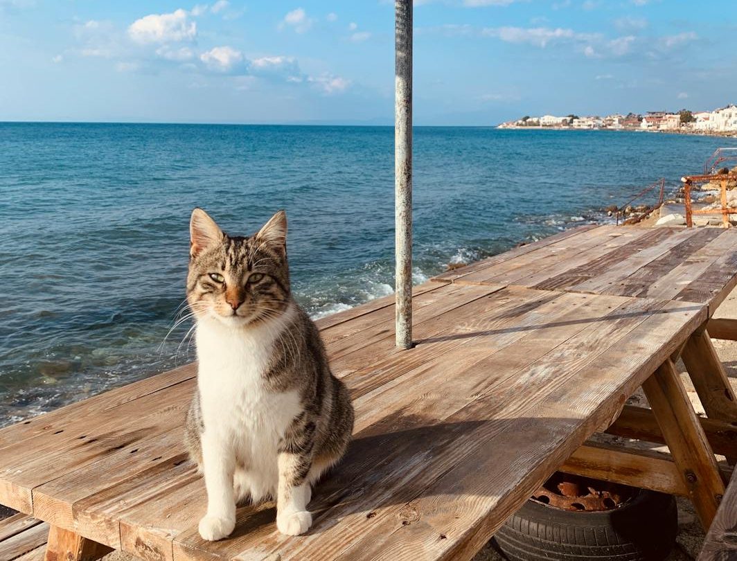 A cat sitting on a wooden table by the sea
