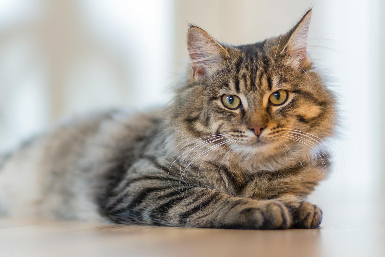 Siberische kat