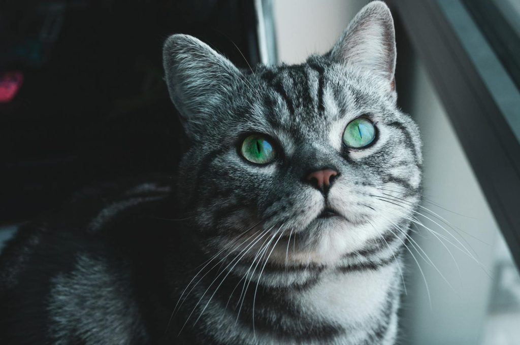 American shorthair