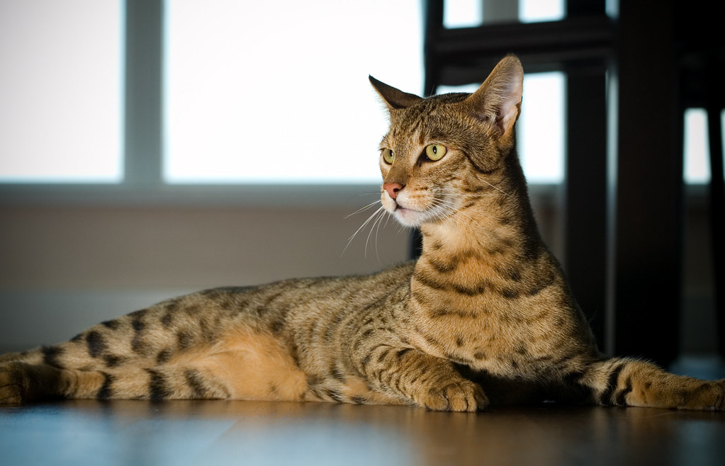 Savannah