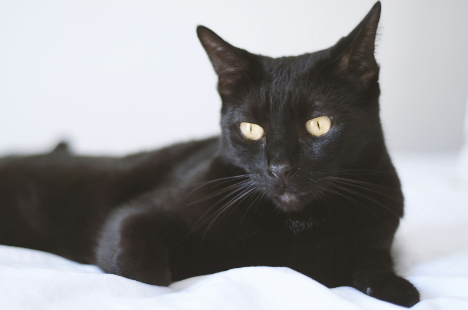 Bombay kat