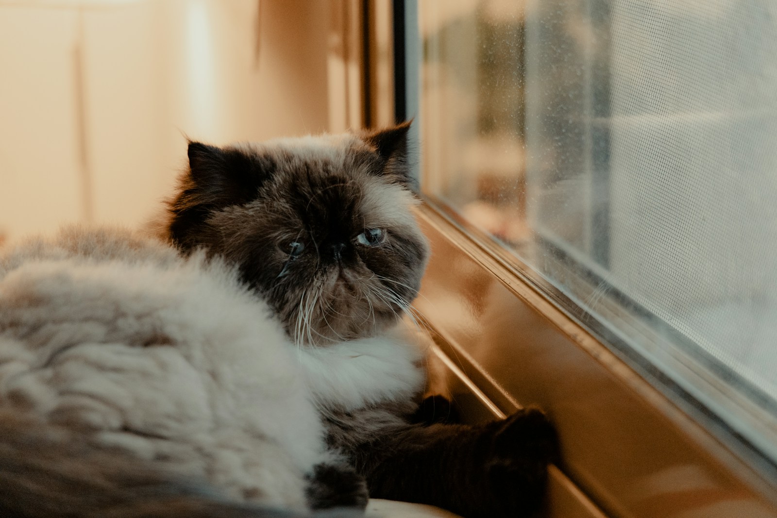 Himalaya kat