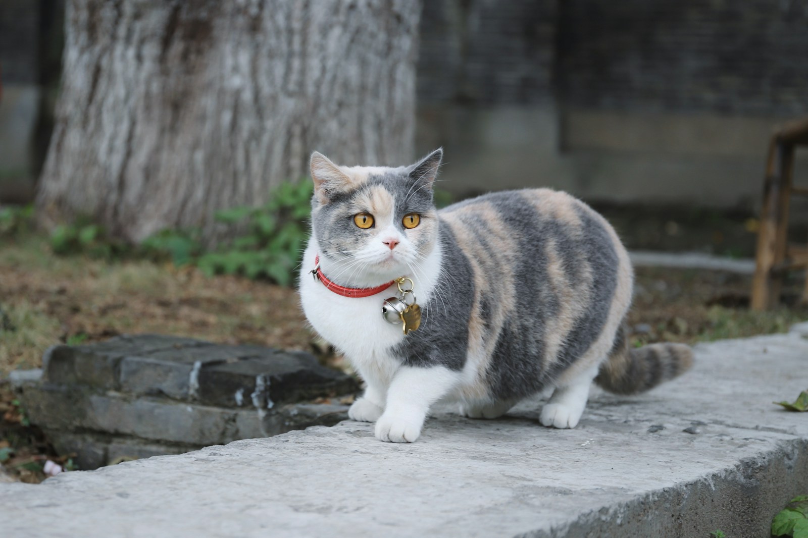 Munchkin kat