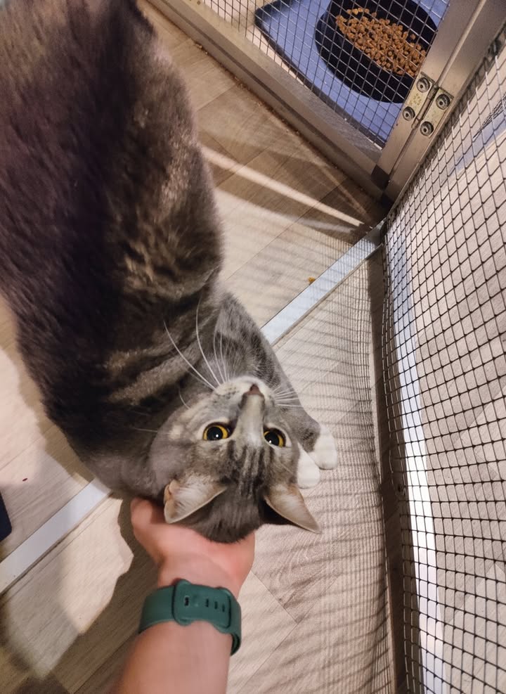Luxe-Kattenhotel.be
