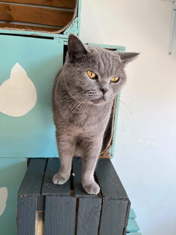 Luxe-Kattenhotel.be