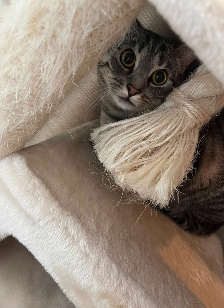 Luxe-Kattenhotel.be