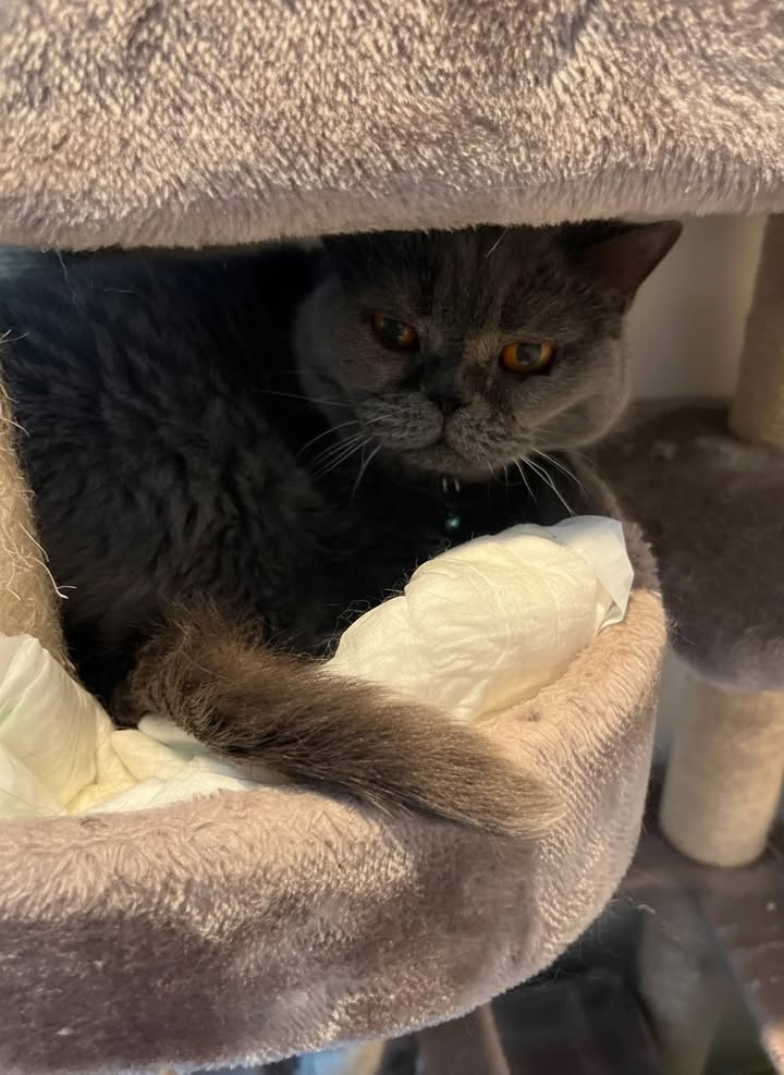 Luxe-Kattenhotel.be