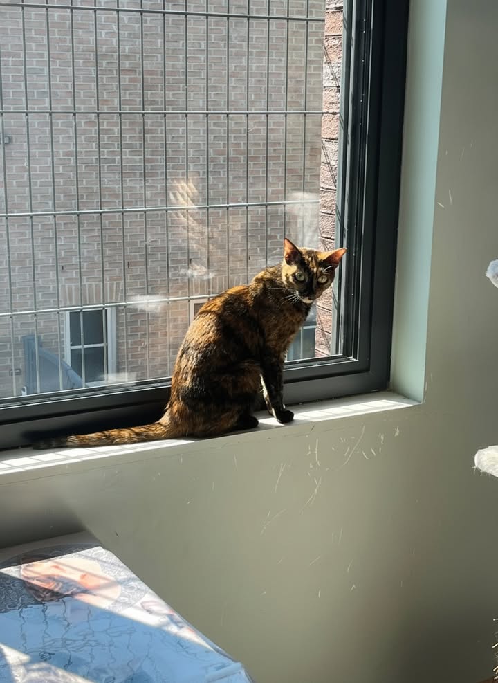 Luxe-Kattenhotel.be