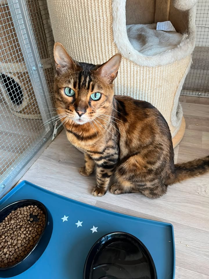 Luxe-Kattenhotel.be