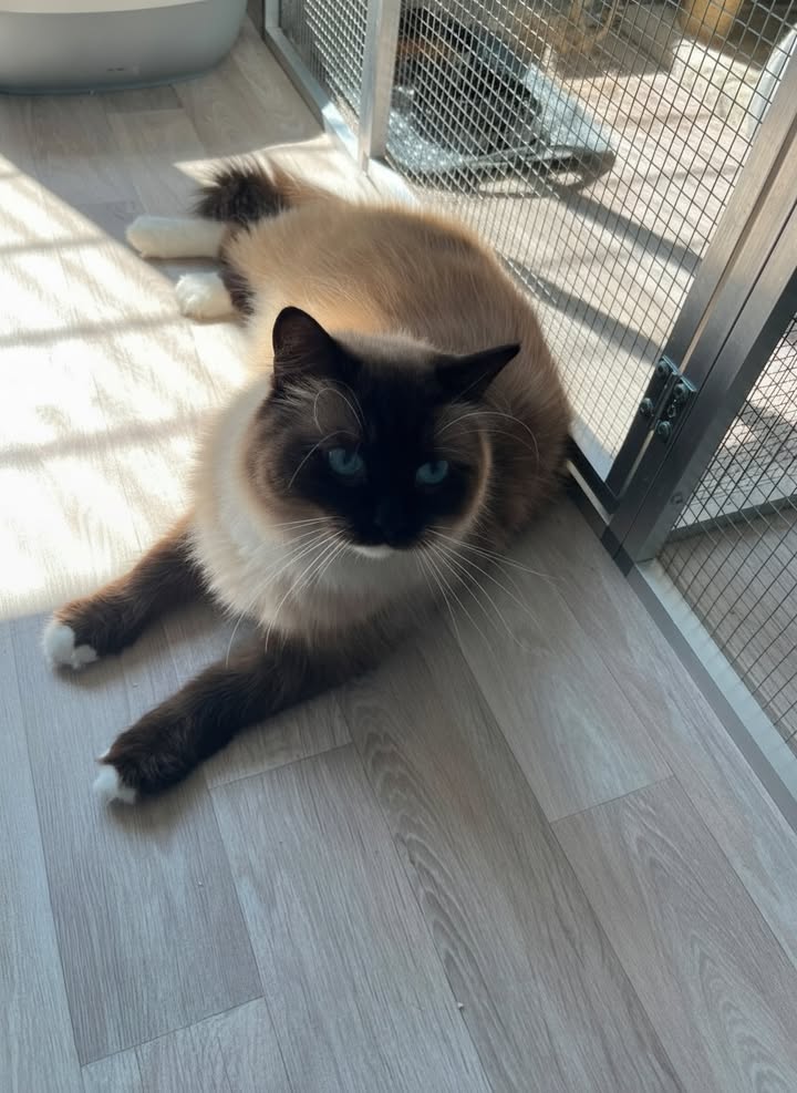 Luxe-Kattenhotel.be
