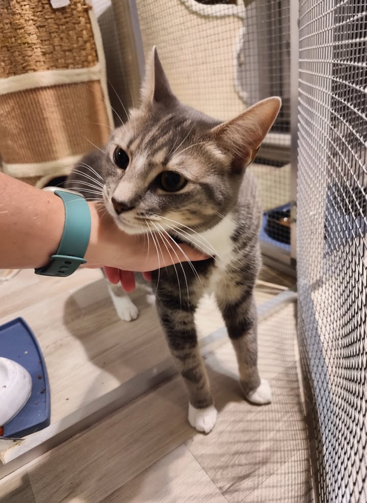 Luxe-Kattenhotel.be
