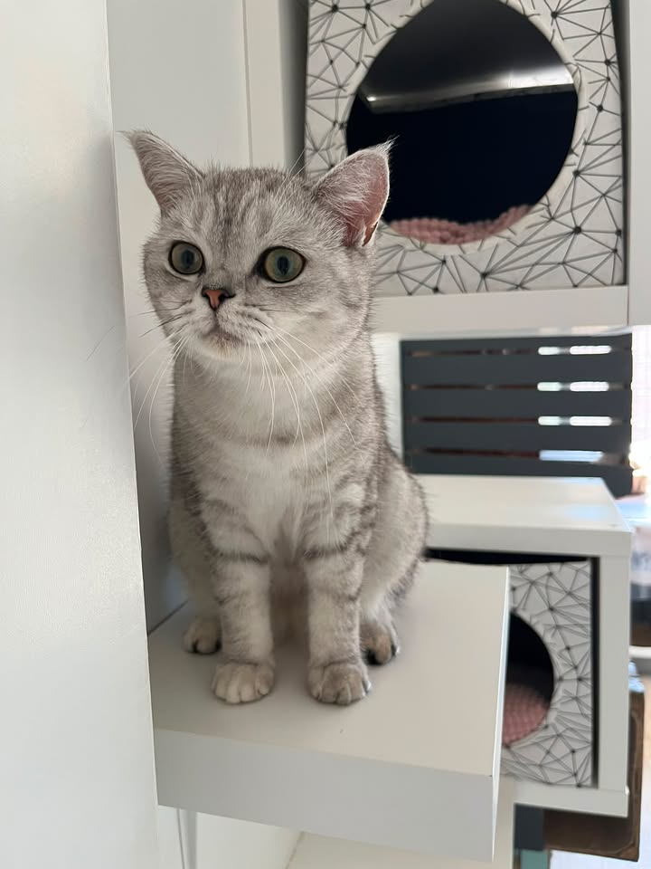 Luxe-Kattenhotel.be