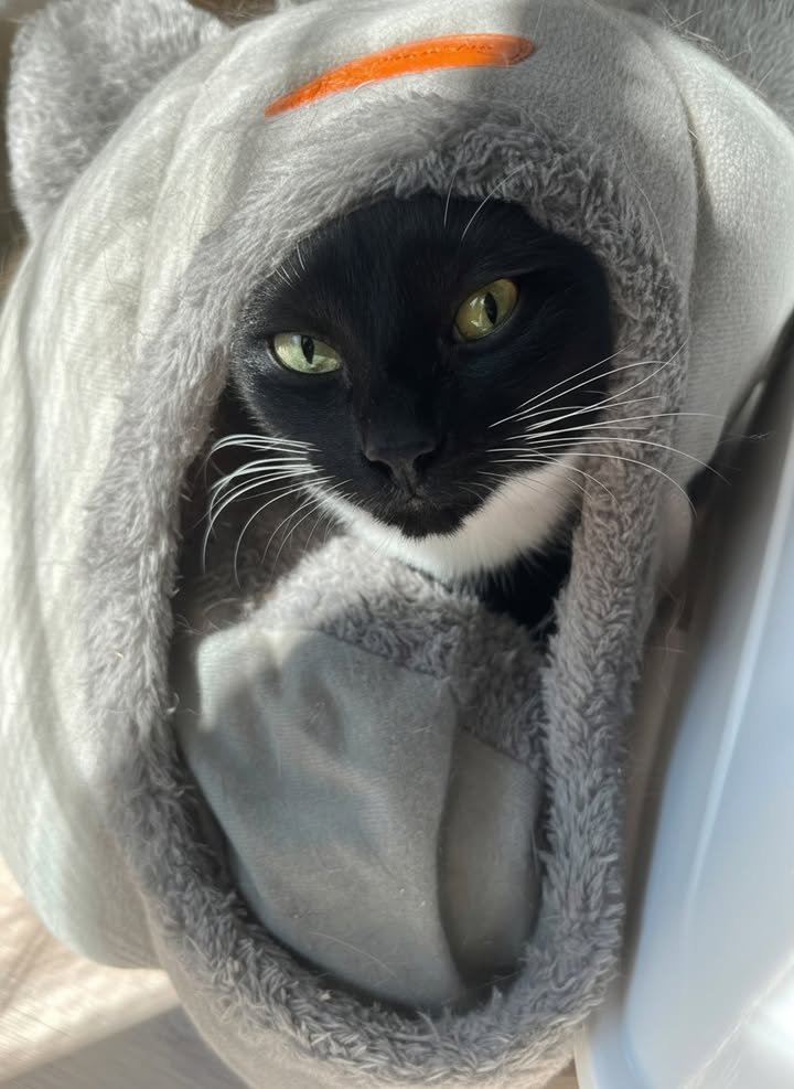 Luxe-Kattenhotel.be