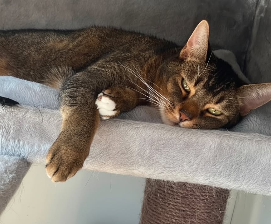 Luxe-Kattenhotel.be