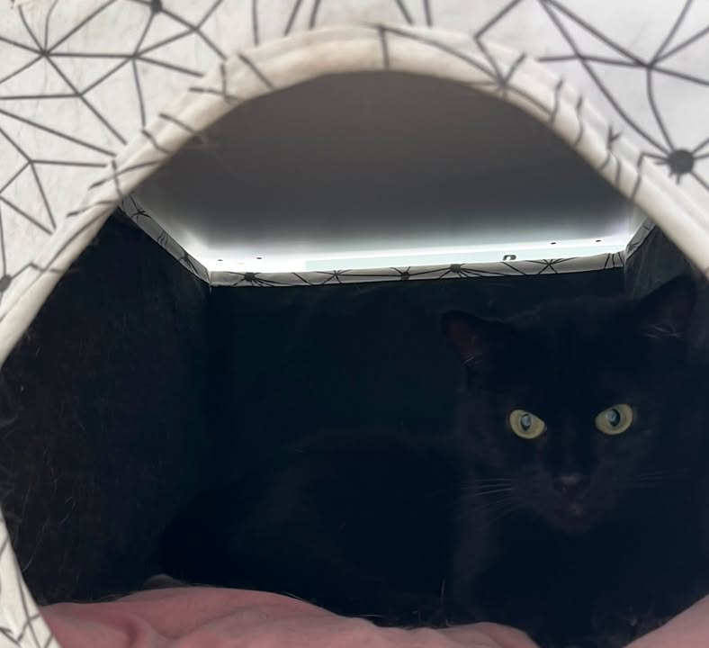 Luxe-Kattenhotel.be