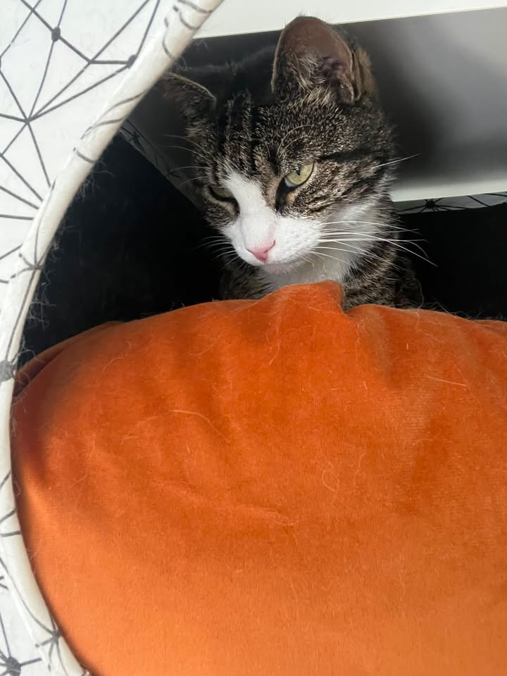 Luxe-Kattenhotel.be