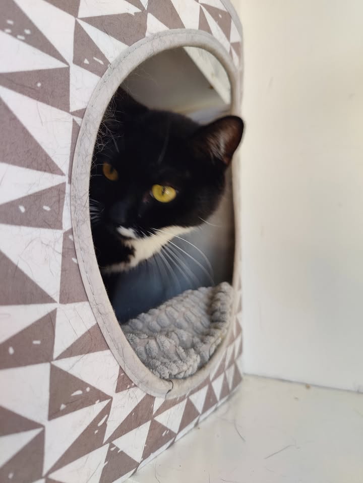 Luxe-Kattenhotel.be