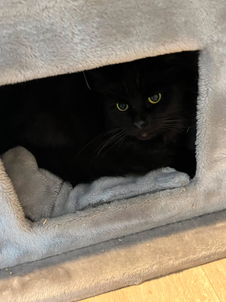 Luxe-Kattenhotel.be
