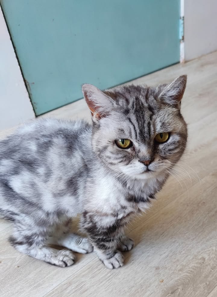 Luxe-Kattenhotel.be