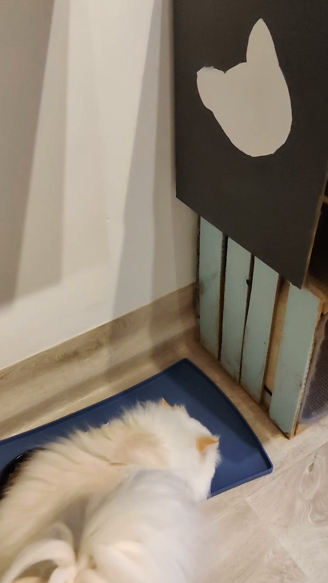 Luxe-Kattenhotel.be