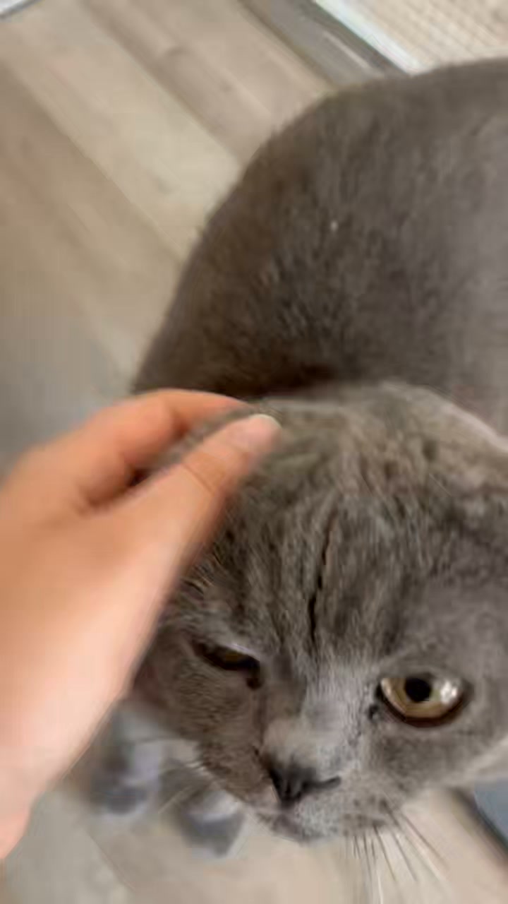 Luxe-Kattenhotel.be